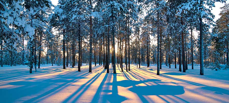 Sunset in a winter forest.